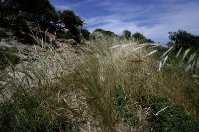 6220* Percorsi substeppici di graminacee e piante annue dei Thero-Brachypodietea