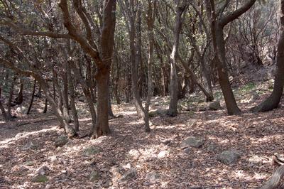 9340 Quercus ilex forests