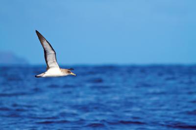 Scopoli's shearwater