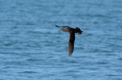 Yelkouan shearwater