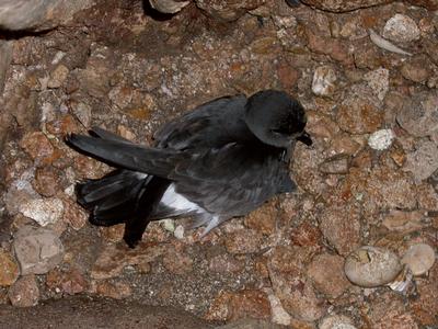 Mediterranean storm petrel